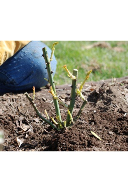 Посаженный куст роз Абракадабра
